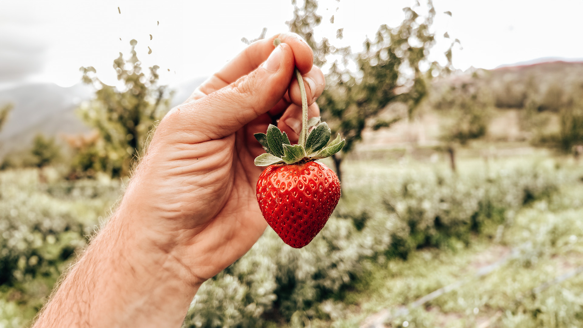 Abril es el mes de las fresas con Bebé